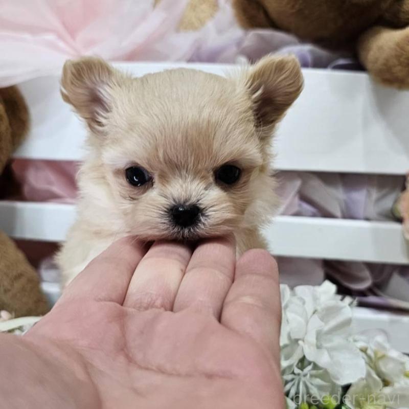 販売中の埼玉県のチワマル:チワワ×マルチーズ-449029の8枚目