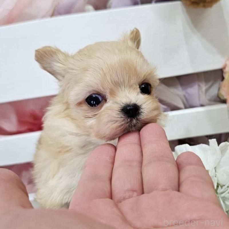 販売中の埼玉県のチワマル:チワワ×マルチーズ-449029の7枚目