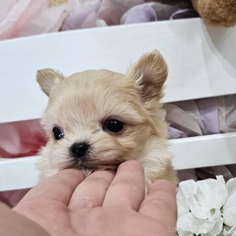 販売中の埼玉県のチワマル:チワワ×マルチーズ-449029の6枚目