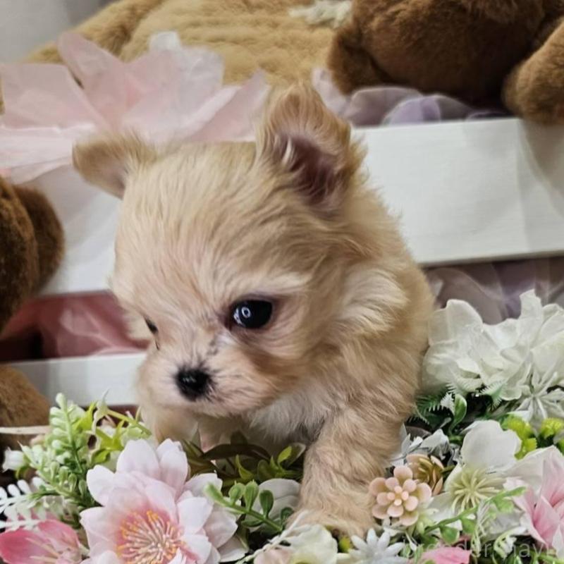 販売中の埼玉県のチワマル:チワワ×マルチーズ-449029の5枚目