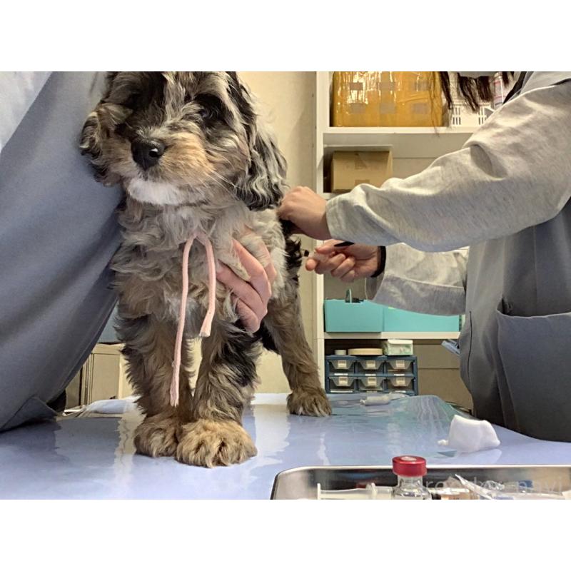 販売中の長野県のミックス犬-439239の3枚目