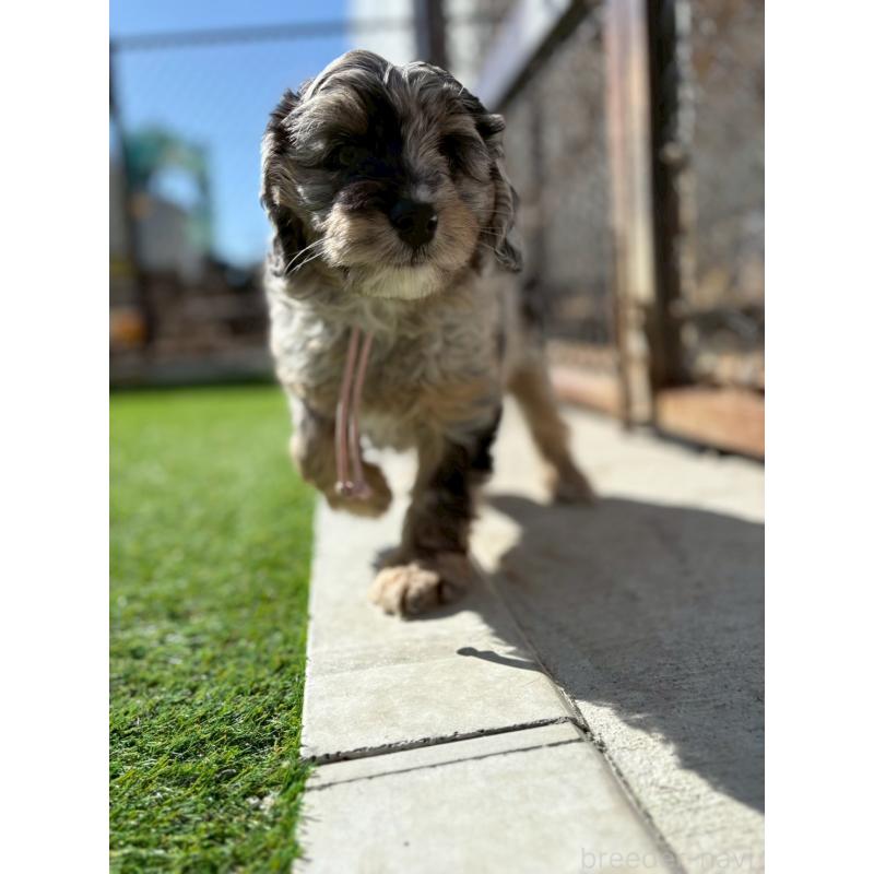 販売中の長野県のミックス犬-439239の2枚目