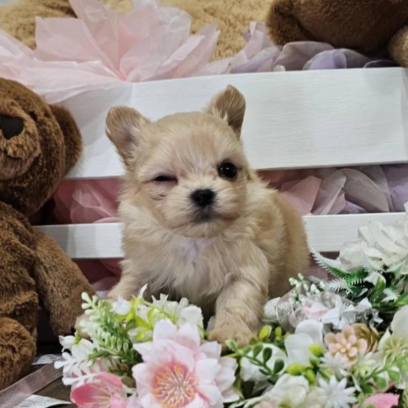 販売中の埼玉県のチワマル:チワワ×マルチーズ-449029の4枚目