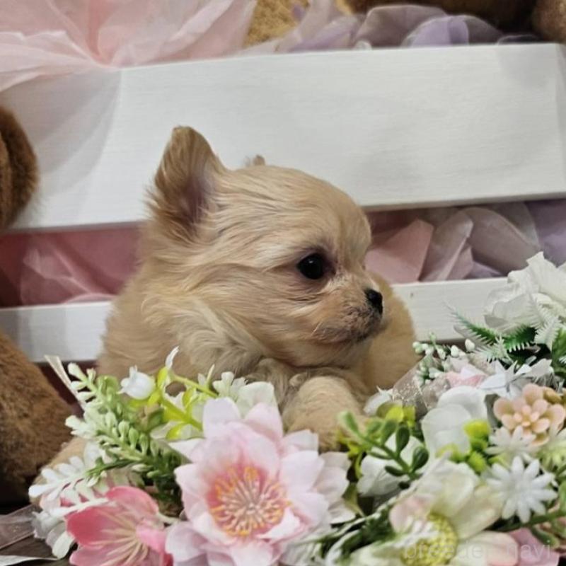 販売中の埼玉県のチワマル:チワワ×マルチーズ-449029の3枚目