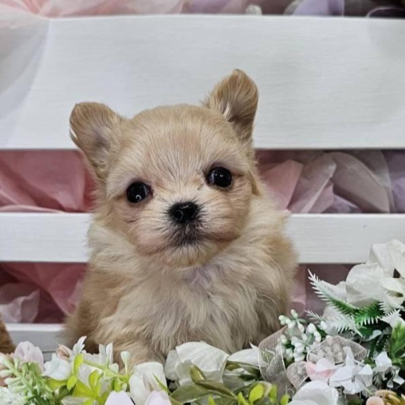 販売中の埼玉県のチワマル:チワワ×マルチーズ-449029の2枚目