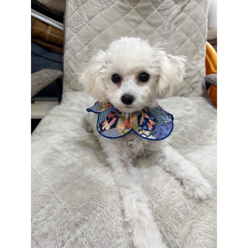 販売中の福岡県のタイニープードル-449031の4枚目