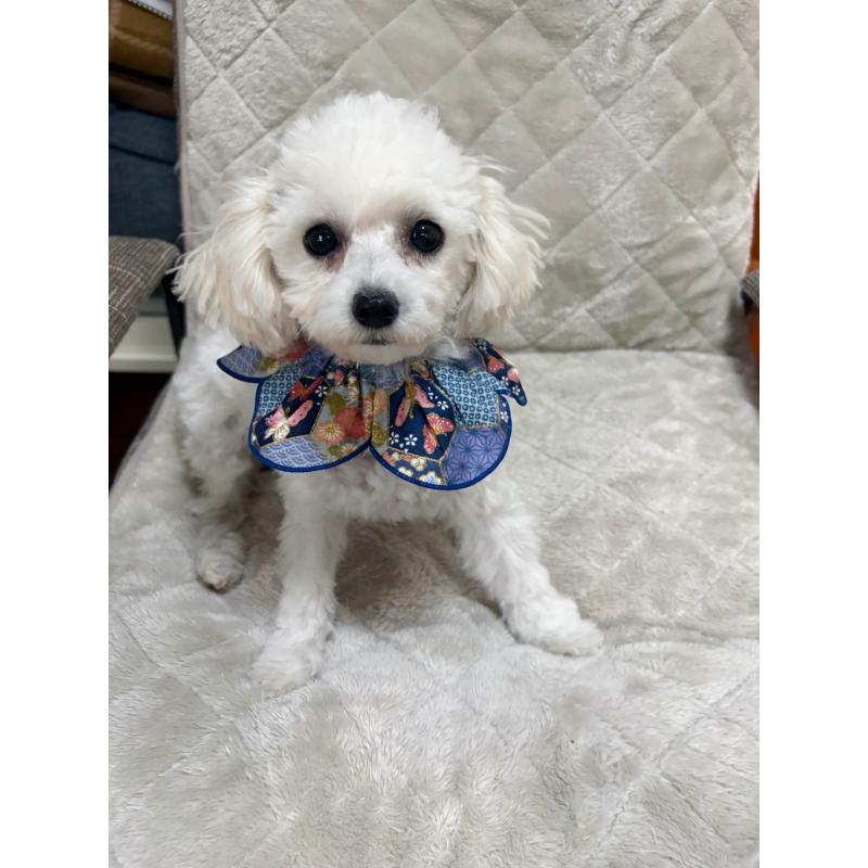 販売中の福岡県のタイニープードル-449031の3枚目