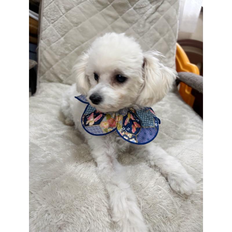 販売中の福岡県のタイニープードル-449031の2枚目