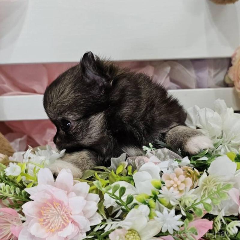 販売中の埼玉県のチワマル:チワワ×マルチーズ-449032の13枚目