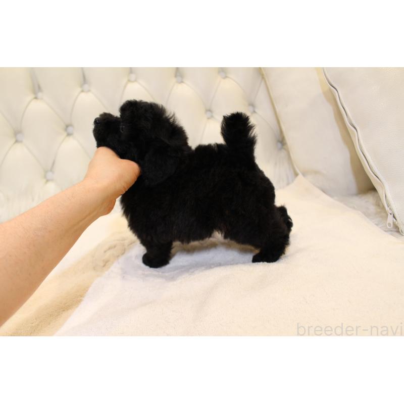 販売中の東京都のトイプードル-449034の2枚目