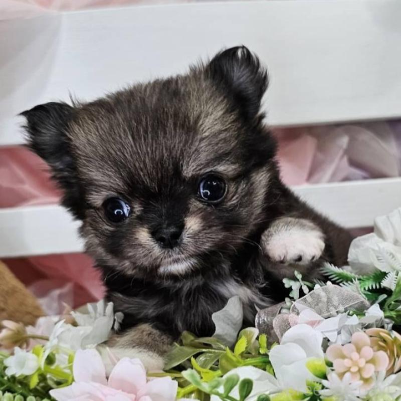 販売中の埼玉県のチワマル:チワワ×マルチーズ-449032の12枚目