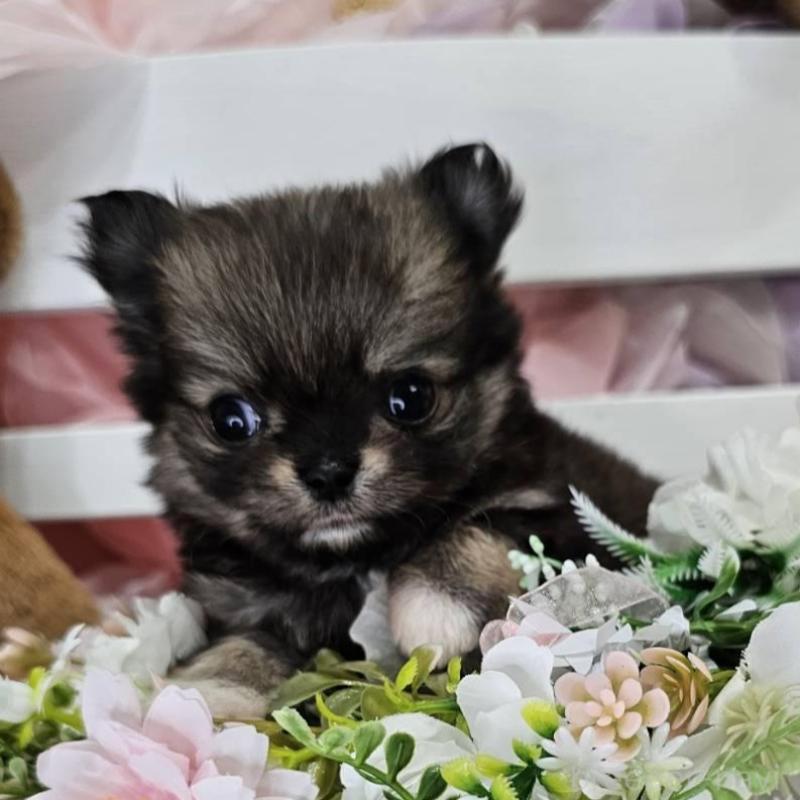 販売中の埼玉県のチワマル:チワワ×マルチーズ-449032の11枚目