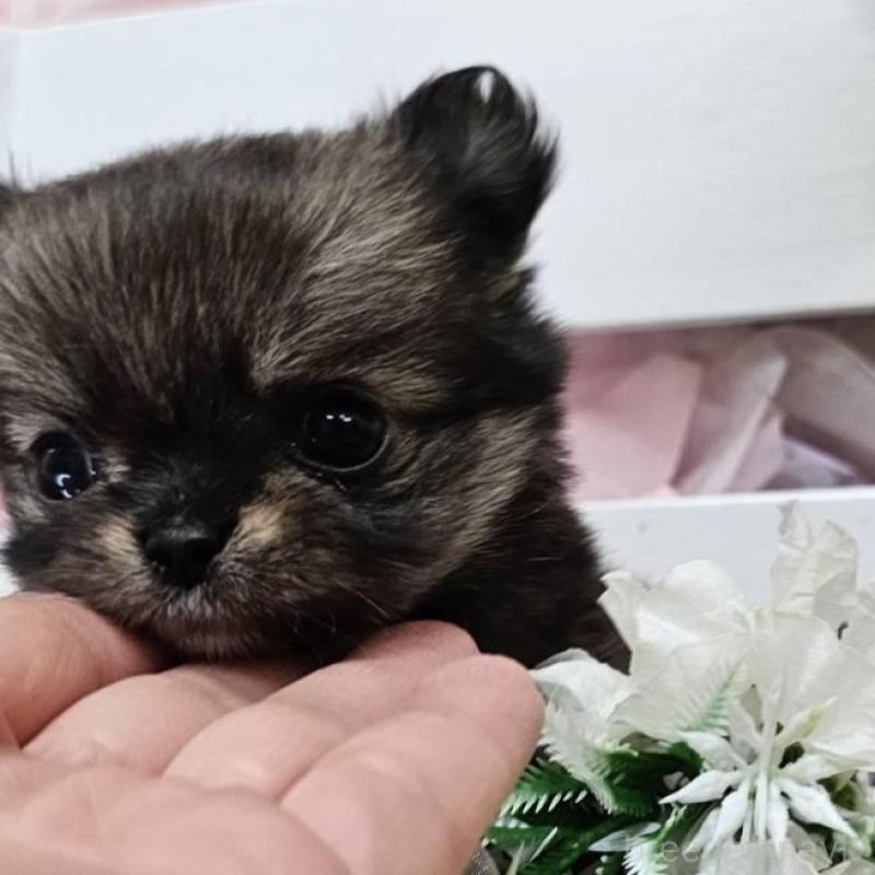 販売中の埼玉県のチワマル:チワワ×マルチーズ-449032の10枚目