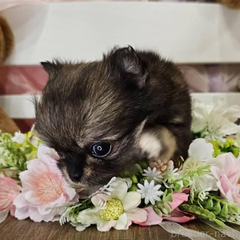 販売中の埼玉県のチワマル:チワワ×マルチーズ-449032の9枚目