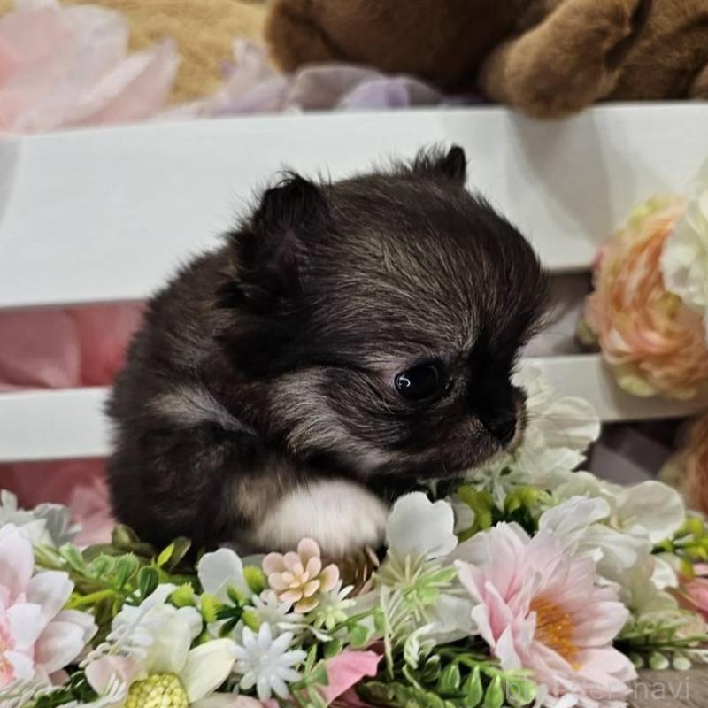 販売中の埼玉県のチワマル:チワワ×マルチーズ-449032の8枚目