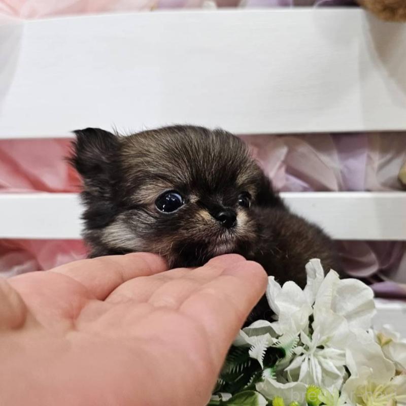 販売中の埼玉県のチワマル:チワワ×マルチーズ-449032の7枚目