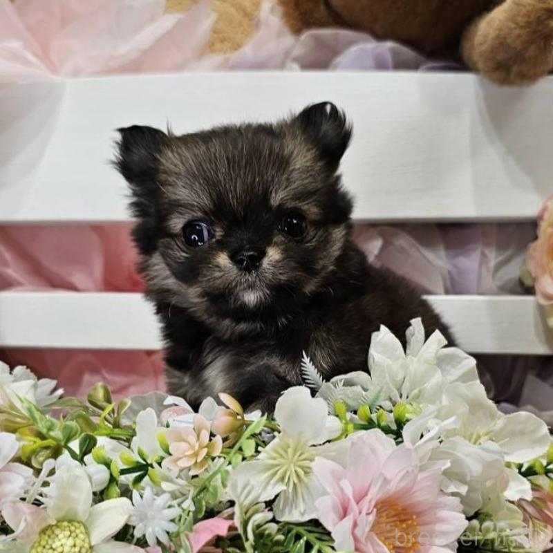 販売中の埼玉県のチワマル:チワワ×マルチーズ-449032の1枚目