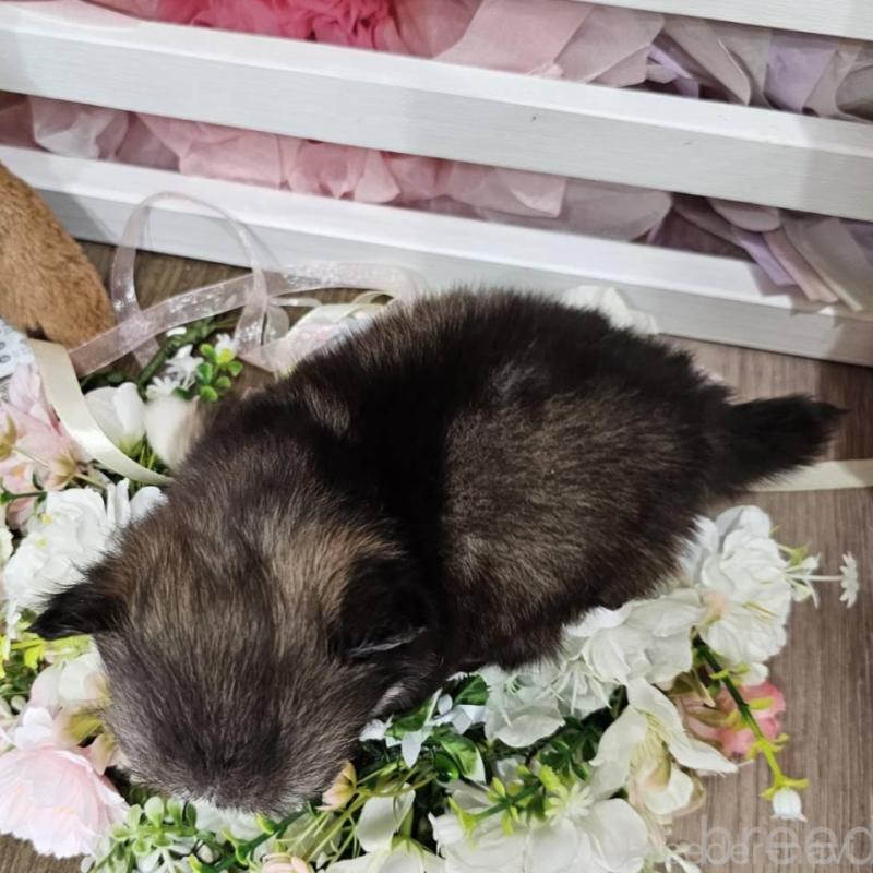 販売中の埼玉県のチワマル:チワワ×マルチーズ-449032の5枚目