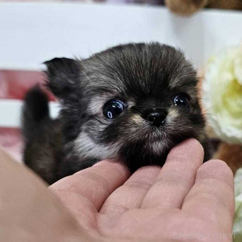 販売中の埼玉県のチワマル:チワワ×マルチーズ-449032の4枚目