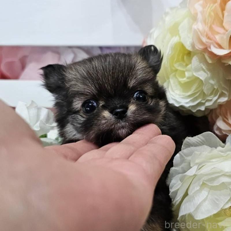 販売中の埼玉県のチワマル:チワワ×マルチーズ-449032の2枚目