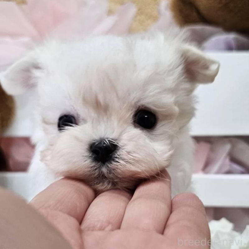 販売中の埼玉県のマルチーズ-449035の12枚目