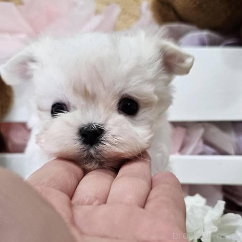 販売中の埼玉県のマルチーズ-449035の11枚目