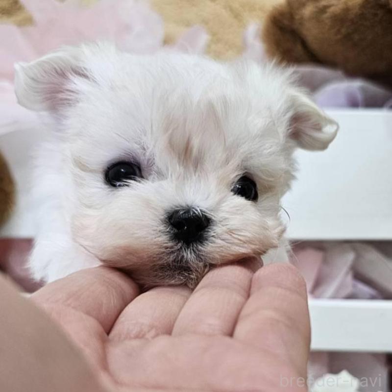 販売中の埼玉県のマルチーズ-449035の10枚目