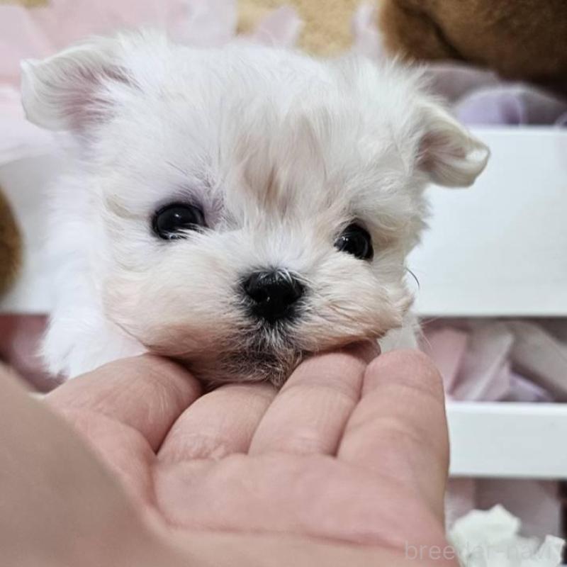 販売中の埼玉県のマルチーズ-449035の9枚目