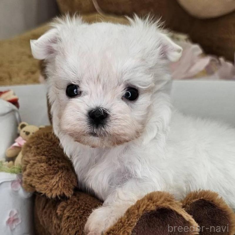 販売中の埼玉県のマルチーズ-449035の8枚目