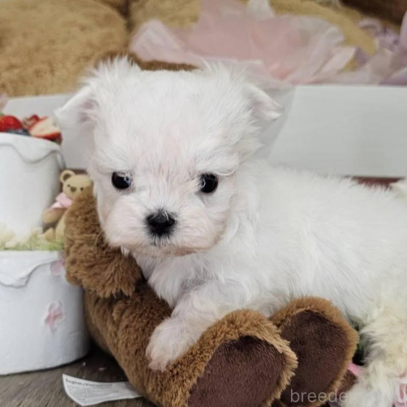 販売中の埼玉県のマルチーズ-449035の7枚目