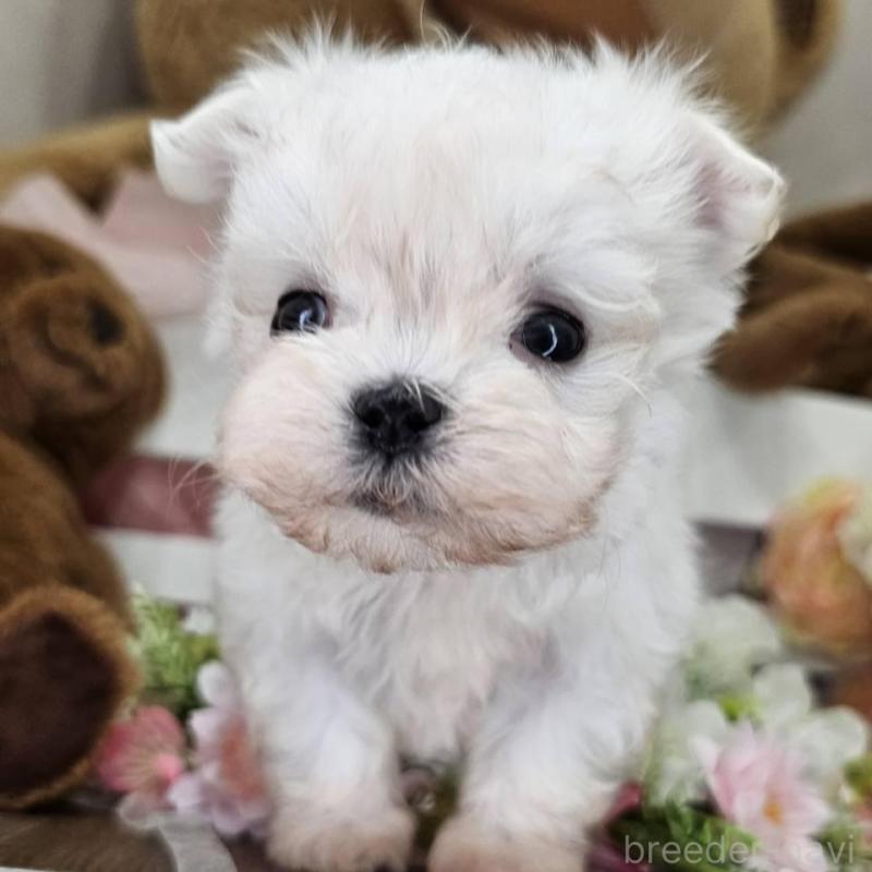 販売中の埼玉県のマルチーズ-449035の6枚目