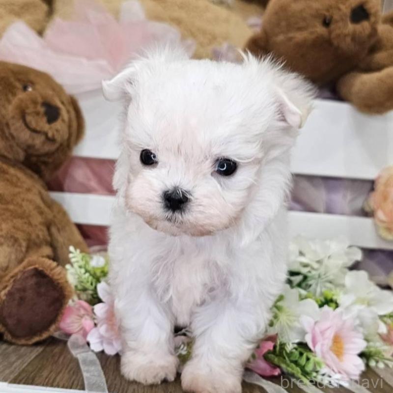 販売中の埼玉県のマルチーズ-449035の5枚目