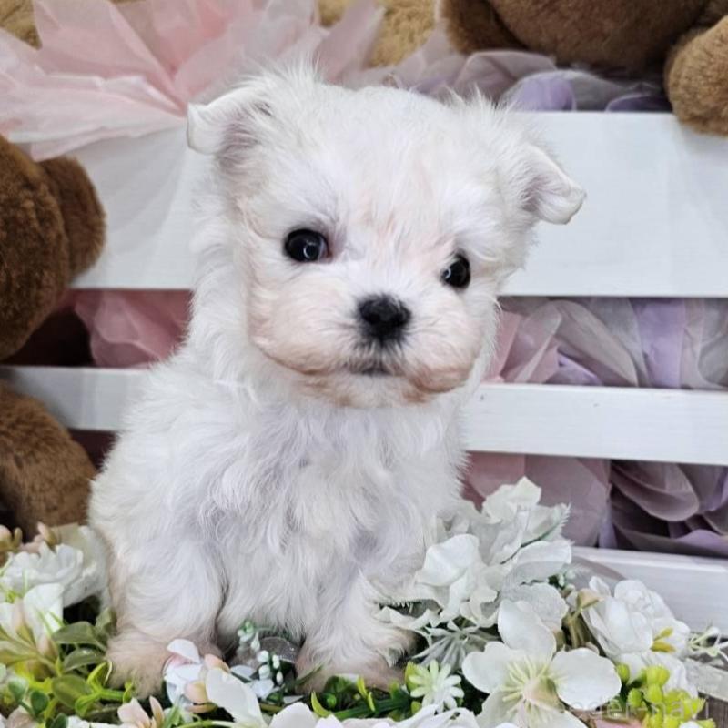 販売中の埼玉県のマルチーズ-449035の4枚目