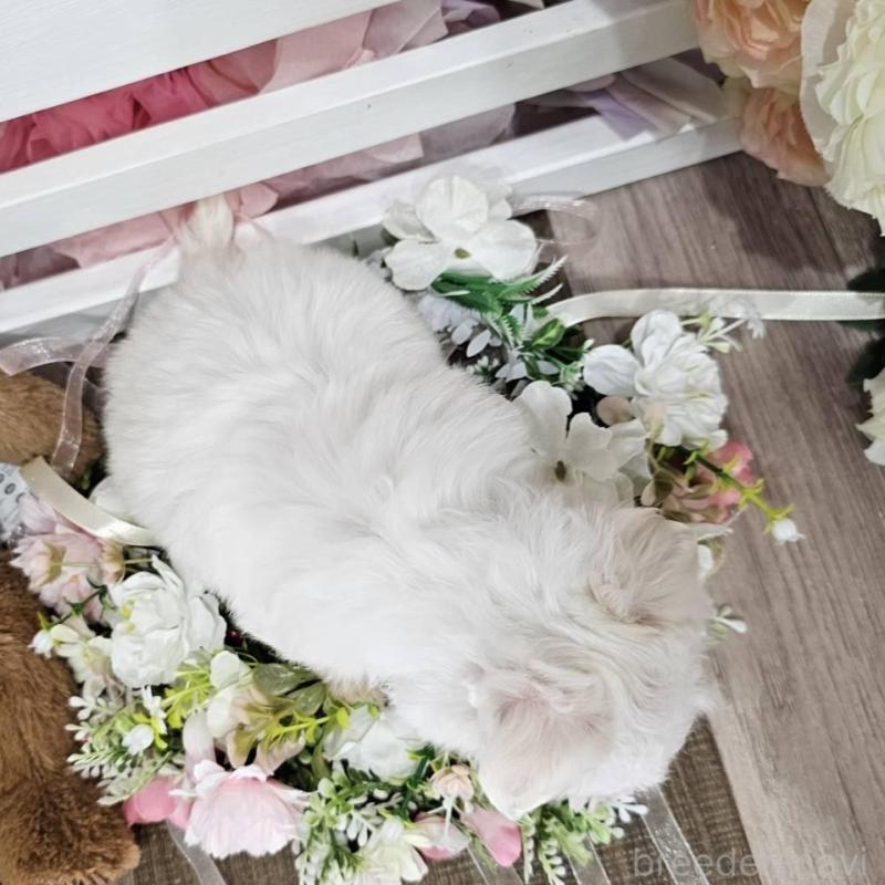 販売中の埼玉県のマルチーズ-449035の3枚目