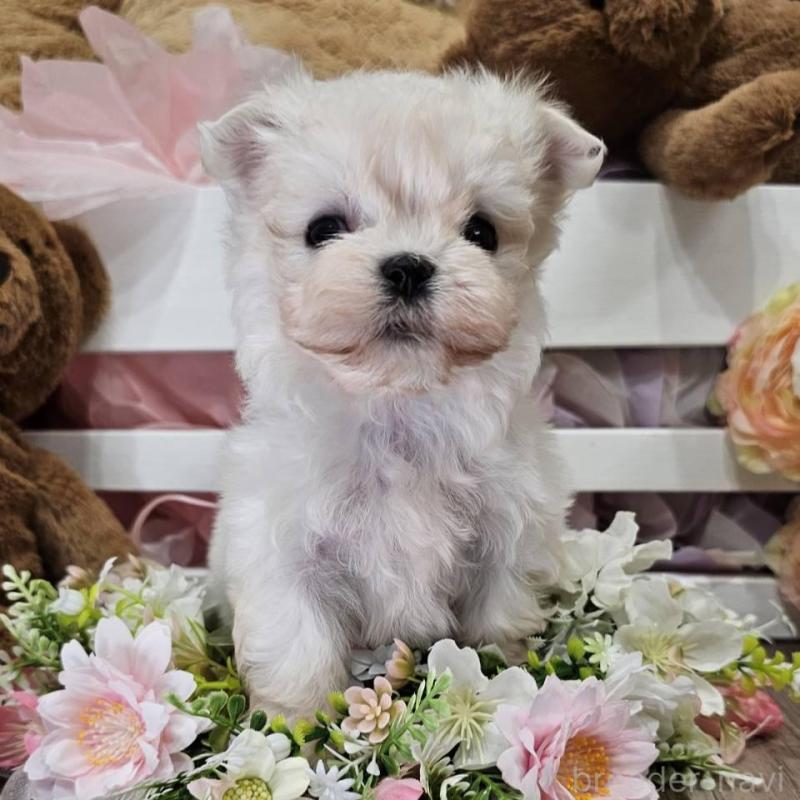 販売中の埼玉県のマルチーズ-449035の2枚目