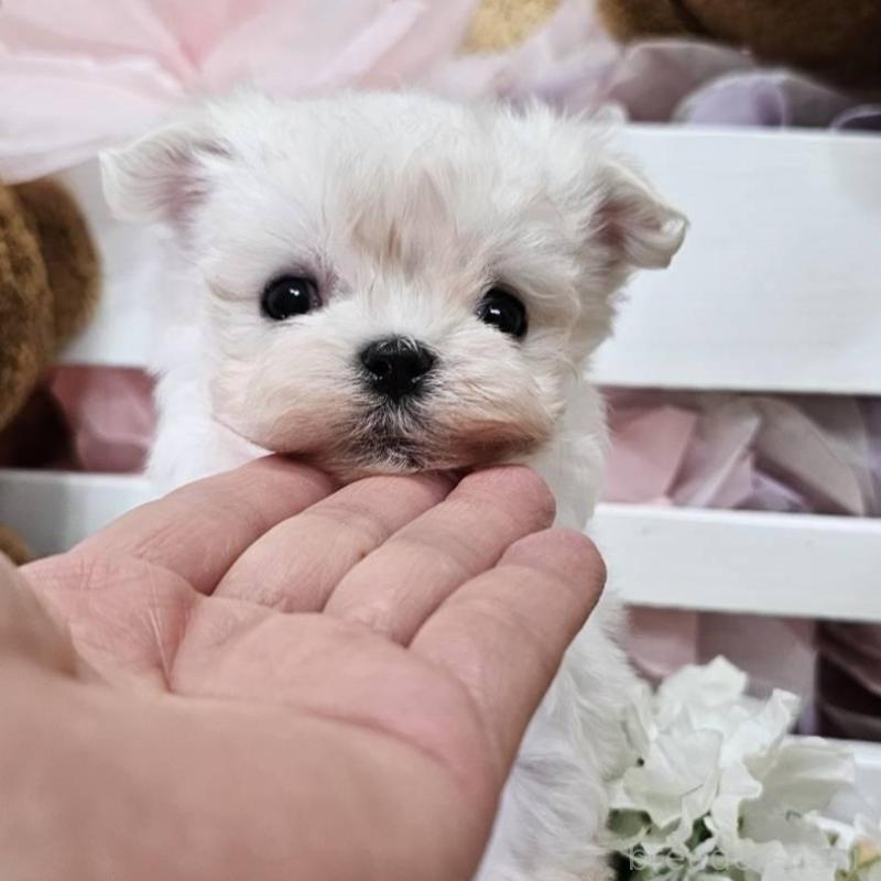 販売中の埼玉県のマルチーズ-449035の1枚目