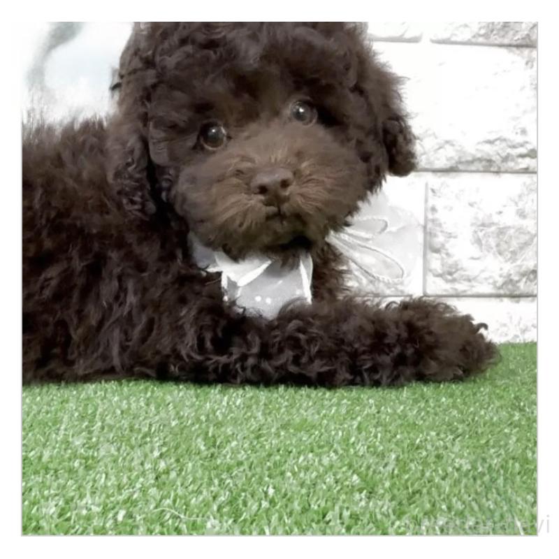 販売中の埼玉県のタイニープードル-445309