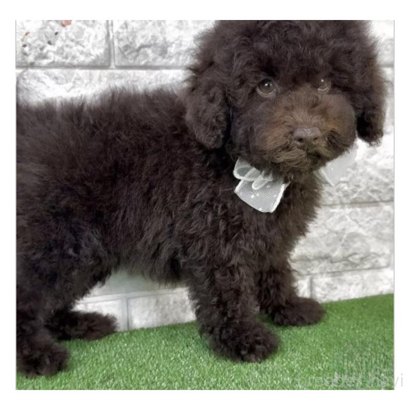 販売中の埼玉県のタイニープードル-449037の1枚目