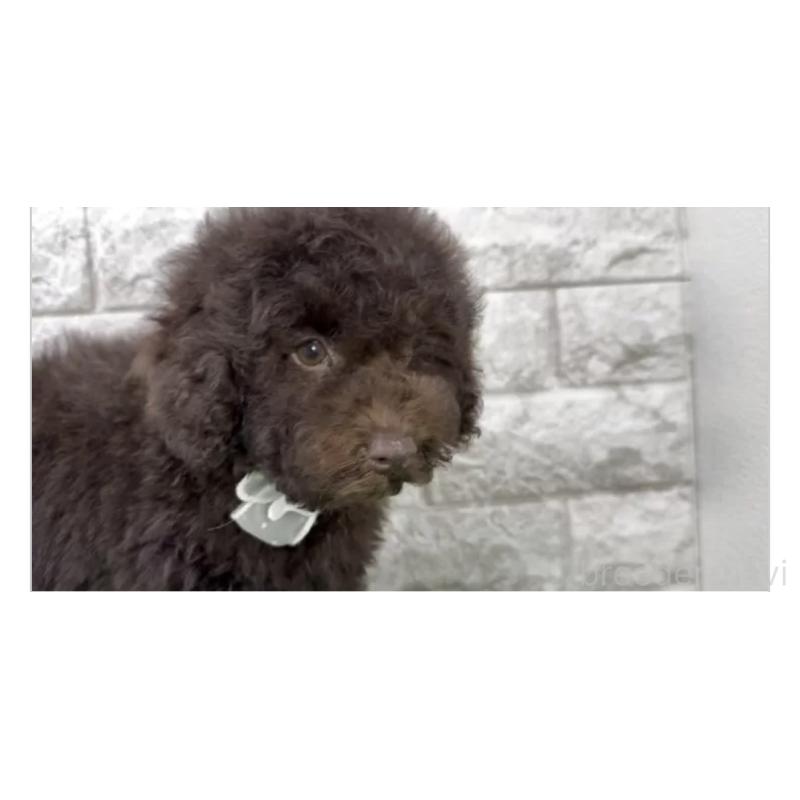 販売中の埼玉県のタイニープードル-449037の3枚目