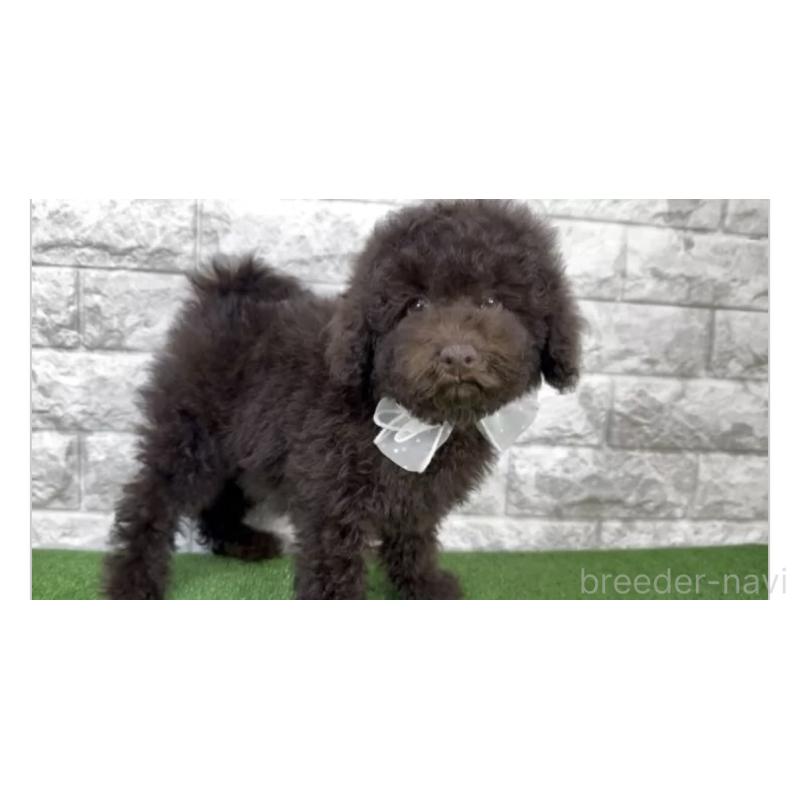 販売中の埼玉県のタイニープードル-449037の2枚目