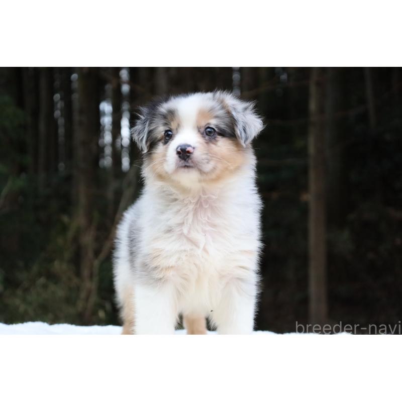 成約済の栃木県のオーストラリアンシェパード-449038の1枚目