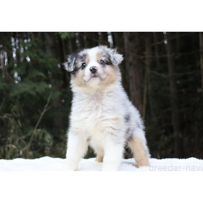 成約済の栃木県のオーストラリアンシェパード-449038の5枚目