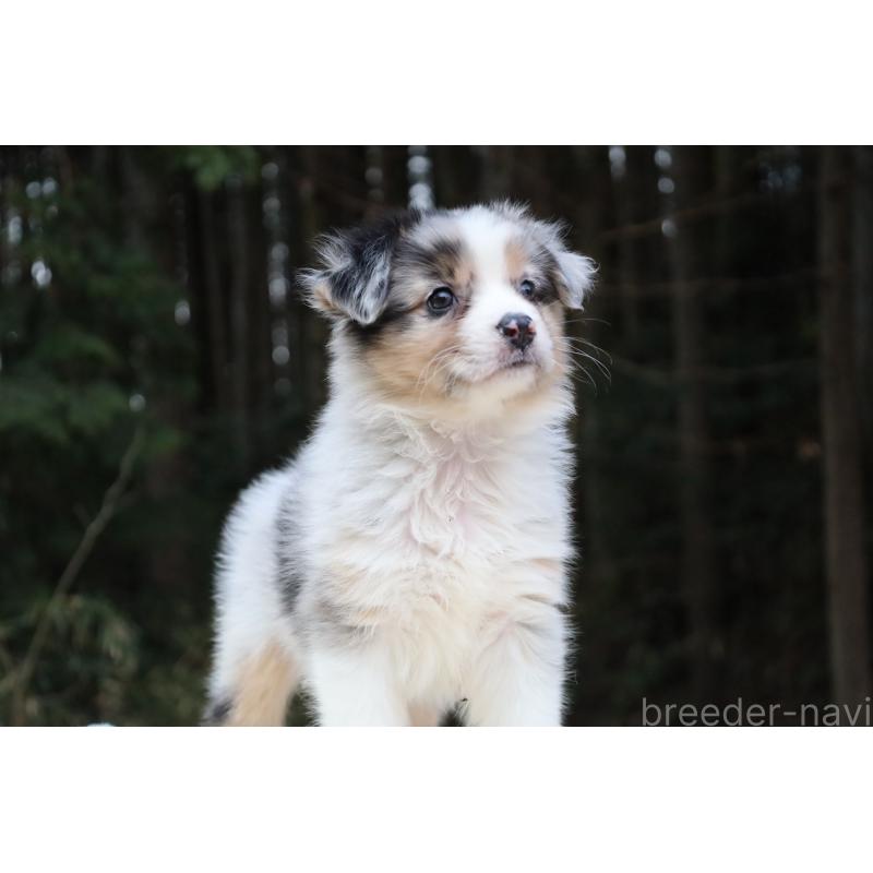 成約済の栃木県のオーストラリアンシェパード-449038の4枚目