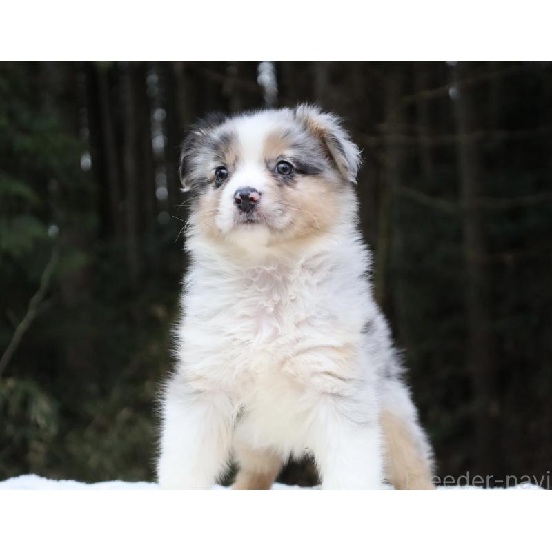 成約済の栃木県のオーストラリアンシェパード-449038の2枚目