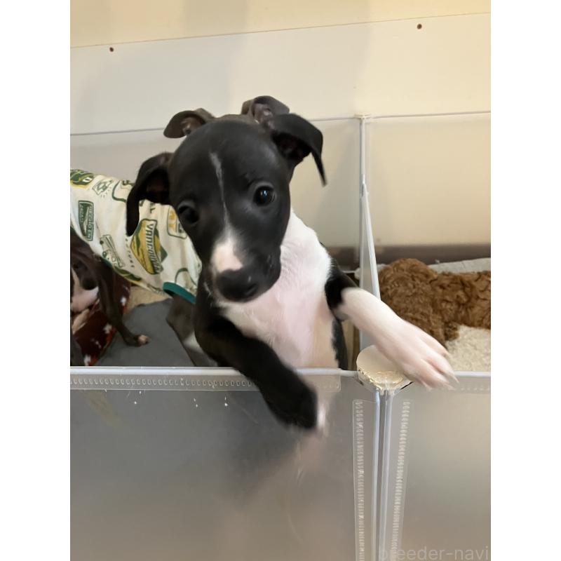 販売中の滋賀県のイタリアングレーハウンド(イタグレ)-439419の2枚目