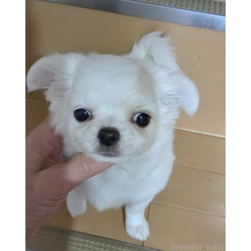 販売中の福井県のチワワ(ロングコート)-449039の6枚目