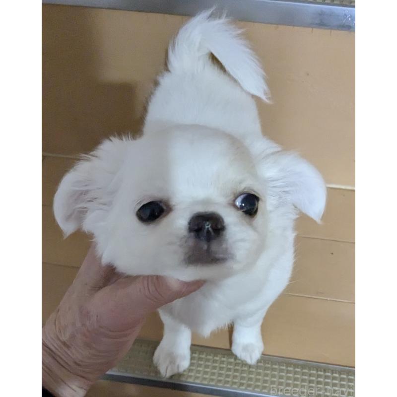 販売中の福井県のチワワ(ロングコート)-449039の5枚目