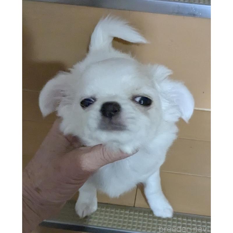 販売中の福井県のチワワ(ロングコート)-449039の4枚目