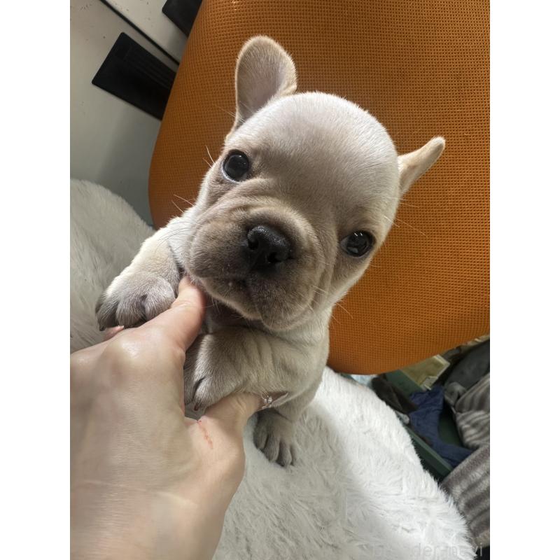 販売中の千葉県のフレンチブルドッグ-449040の1枚目