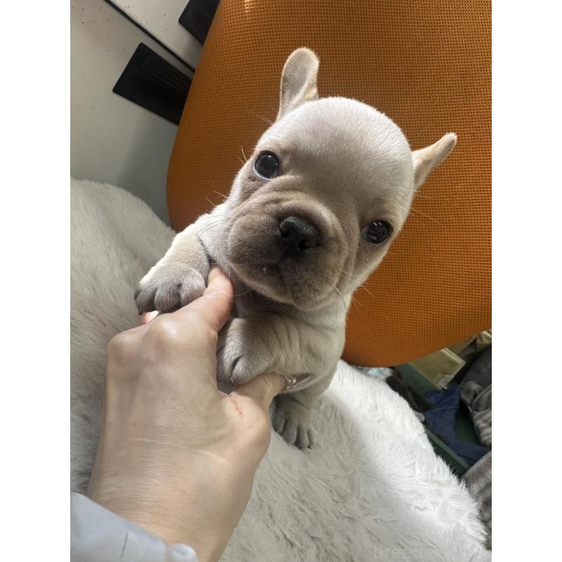 販売中の千葉県のフレンチブルドッグ-449040の5枚目